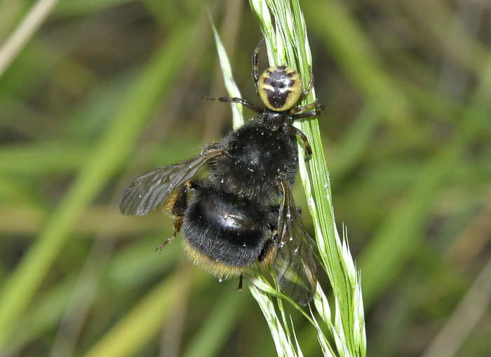 Piccolo ragno killer: Synema globosum con Bombus sp.